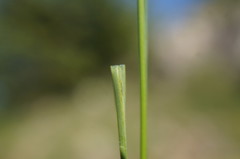 Stipa lithophila