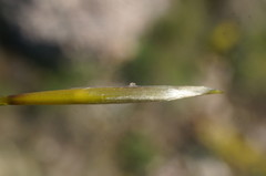 Stipa lithophila