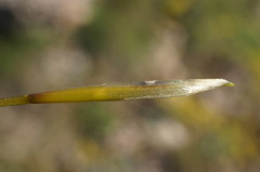 Stipa lithophila
