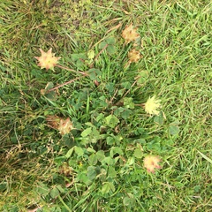 Trifolium fucatum