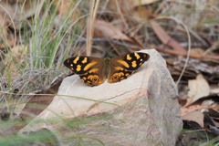 Heteronympha banksii