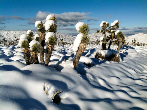 Eastern Joshua tree