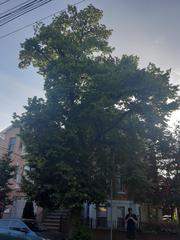 Tilia cordata