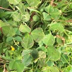 Trifolium fucatum