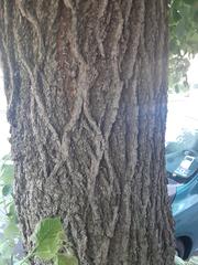 Tilia cordata