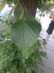 Tilia cordata