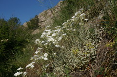 Cerastium biebersteinii