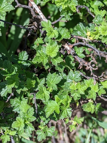 Image of Ribes watsonianum by (c) David Anderson, some rights reserved (CC BY)