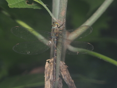 Gynacantha subinterrupta