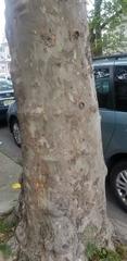 Platanus