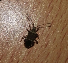 Cletomorpha simulans