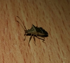 Cletomorpha simulans