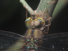 Gynacantha subinterrupta