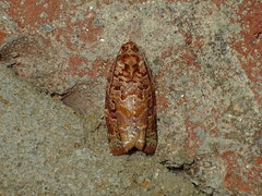 Argyrotaenia floridana