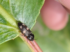 Paracardiophorus