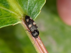 Paracardiophorus