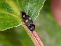 Paracardiophorus