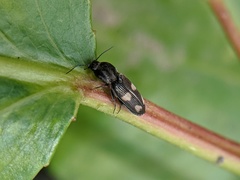 Paracardiophorus