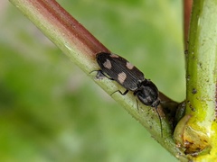 Paracardiophorus