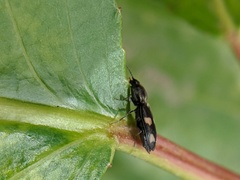 Paracardiophorus