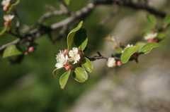 Cotoneaster tauricus