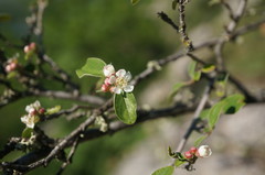 Cotoneaster tauricus