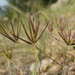 Scandicinae - Photo (c) Сергей,  זכויות יוצרים חלקיות (CC BY-NC), הועלה על ידי Сергей