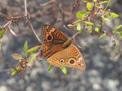 Junonia neildi varia