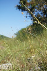 Alopecurus vaginatus