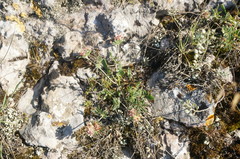 Anthyllis vulneraria pulchella