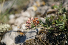 Anthyllis vulneraria pulchella