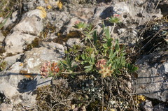 Anthyllis vulneraria pulchella