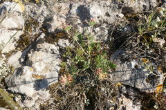 Anthyllis vulneraria pulchella
