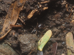 Oedignatha scrobiculata