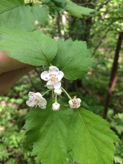 Crataegus schuettei