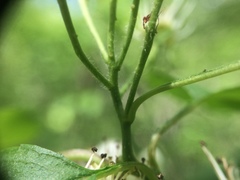 Crataegus schuettei