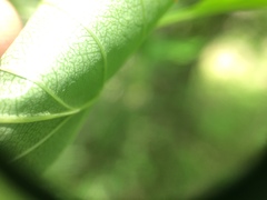 Crataegus schuettei