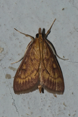 Ostrinia