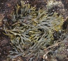 Pelvetiopsis limitata