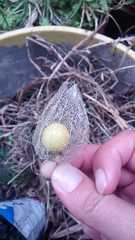 Physalis peruviana