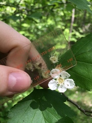 Crataegus schuettei