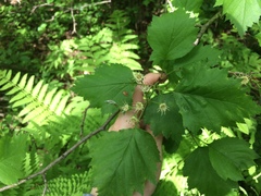 Crataegus schuettei