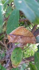 Charaxes varanes