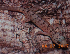 Gekko monarchus