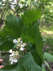 Crataegus flabellata