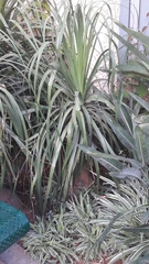 Yucca