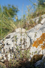 Galium verticillatum