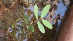 Euphorbia hypericifolia