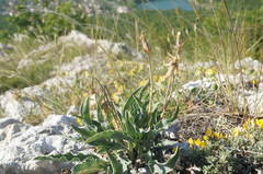 Takhtajaniantha crispa