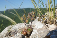 Draba cuspidata